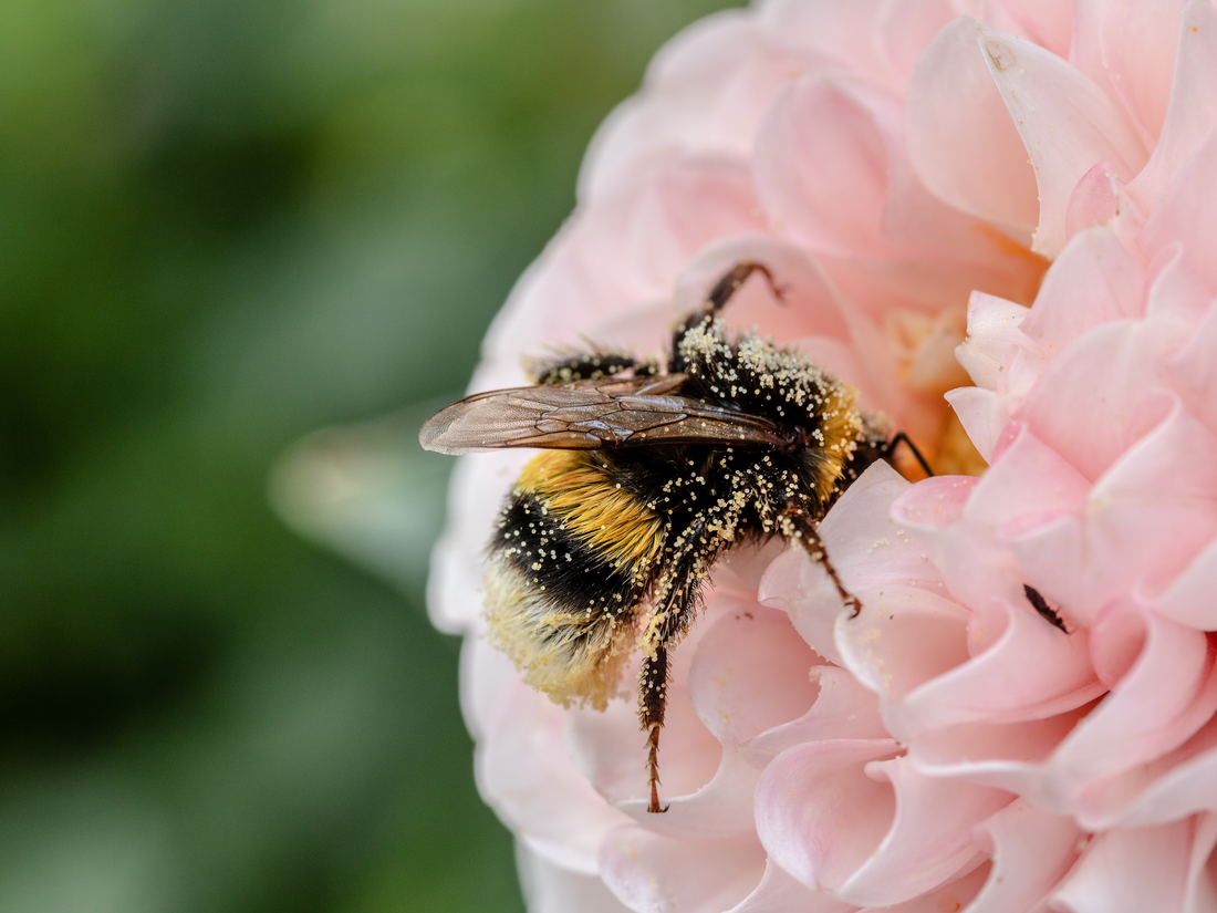 flower pollen on a bee