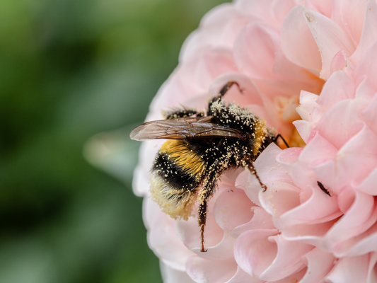 flower pollen on a bee