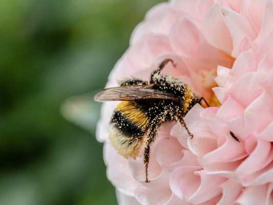flower pollen on a bee 