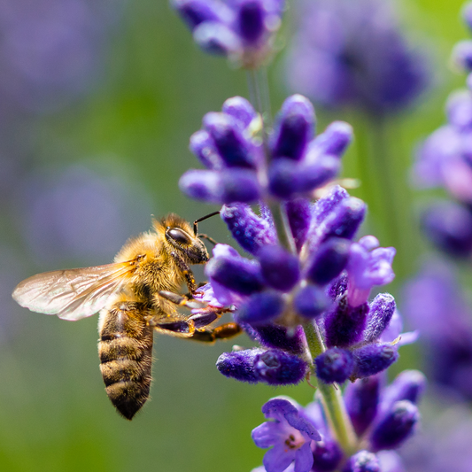 Bees and Lavender: A Perfect Match