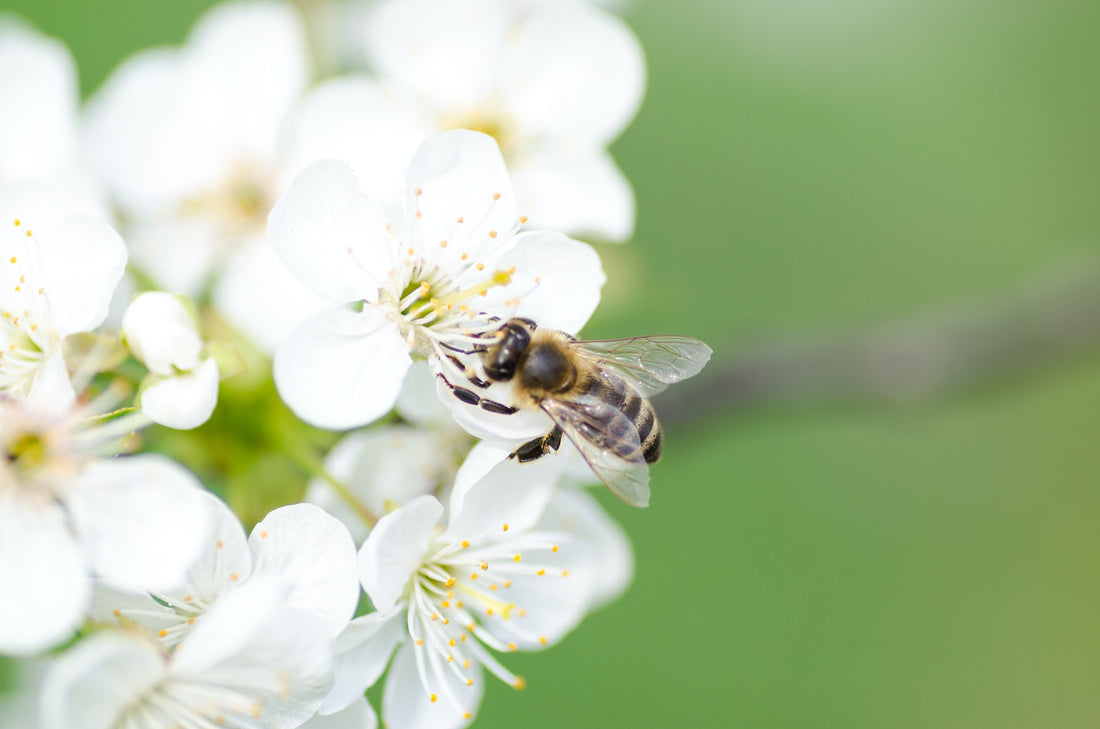 What are the Benefits of Bee Pearl Supplements?